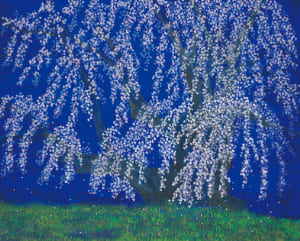 滝桜
